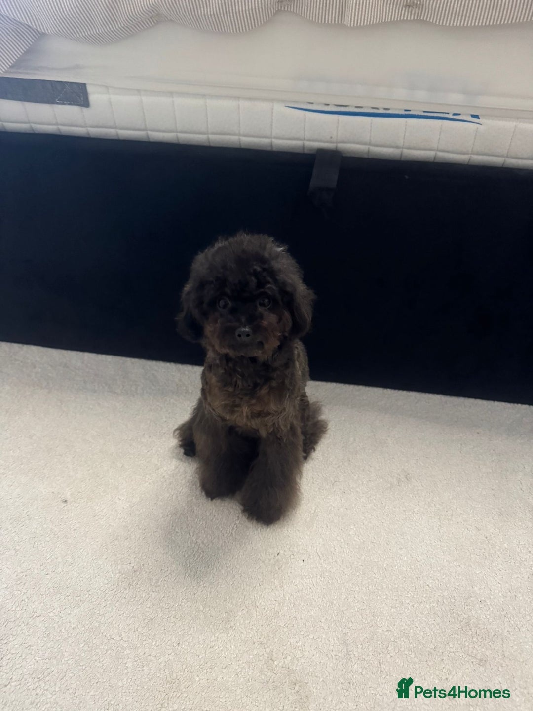 Toy Poodle dogs for sale: 16 Month Old Asian Toy Poodle - Image 4