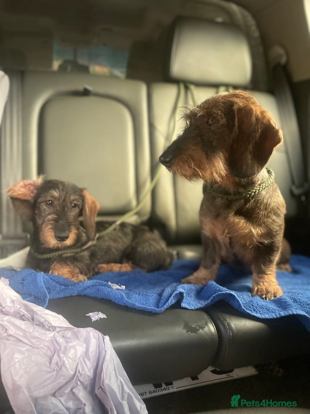 Dachshund dogs for sale: KC Register Standard Wirehaired Dachshund Puupy in Lincoln - Image 1