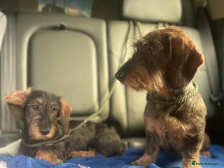 Dachshund dogs in Lincoln - Advert 11