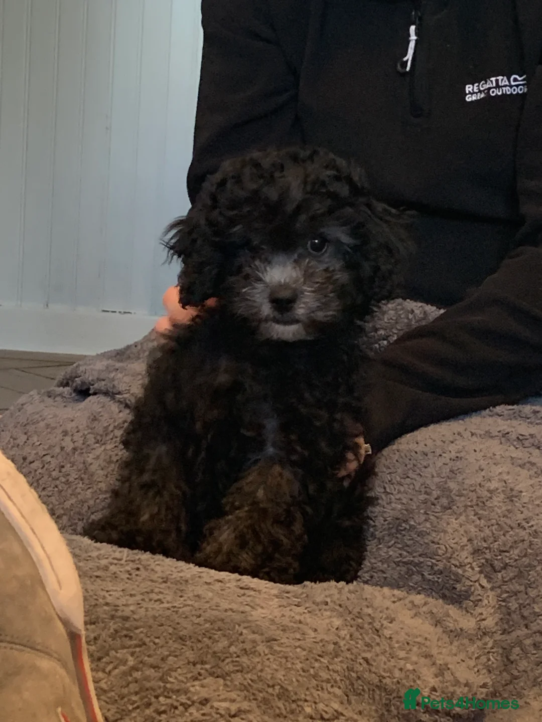 Shihpoo dogs for sale: Shih poo FB1 for sale in Wrexham - Advert 3
