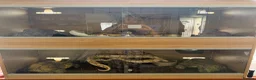 Python Snake reptiles for sale: X2 Ball Pythons in Waterlooville - Advert 7