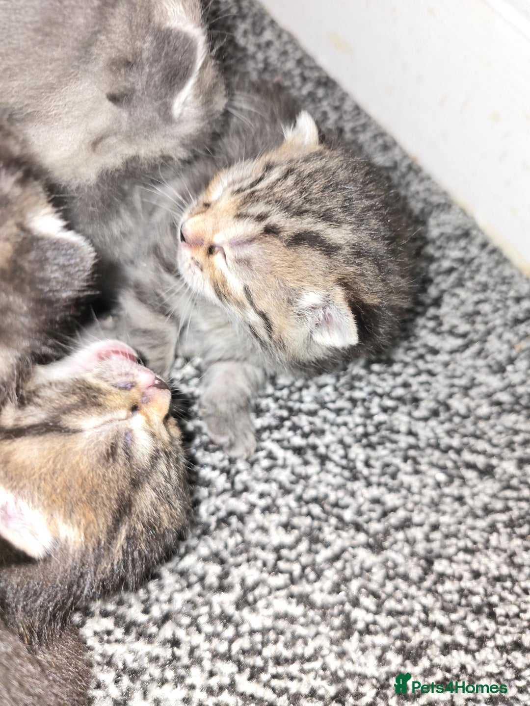 Mixed Breed cats for sale: Small mixed breed fluffy kittens - Advert 8