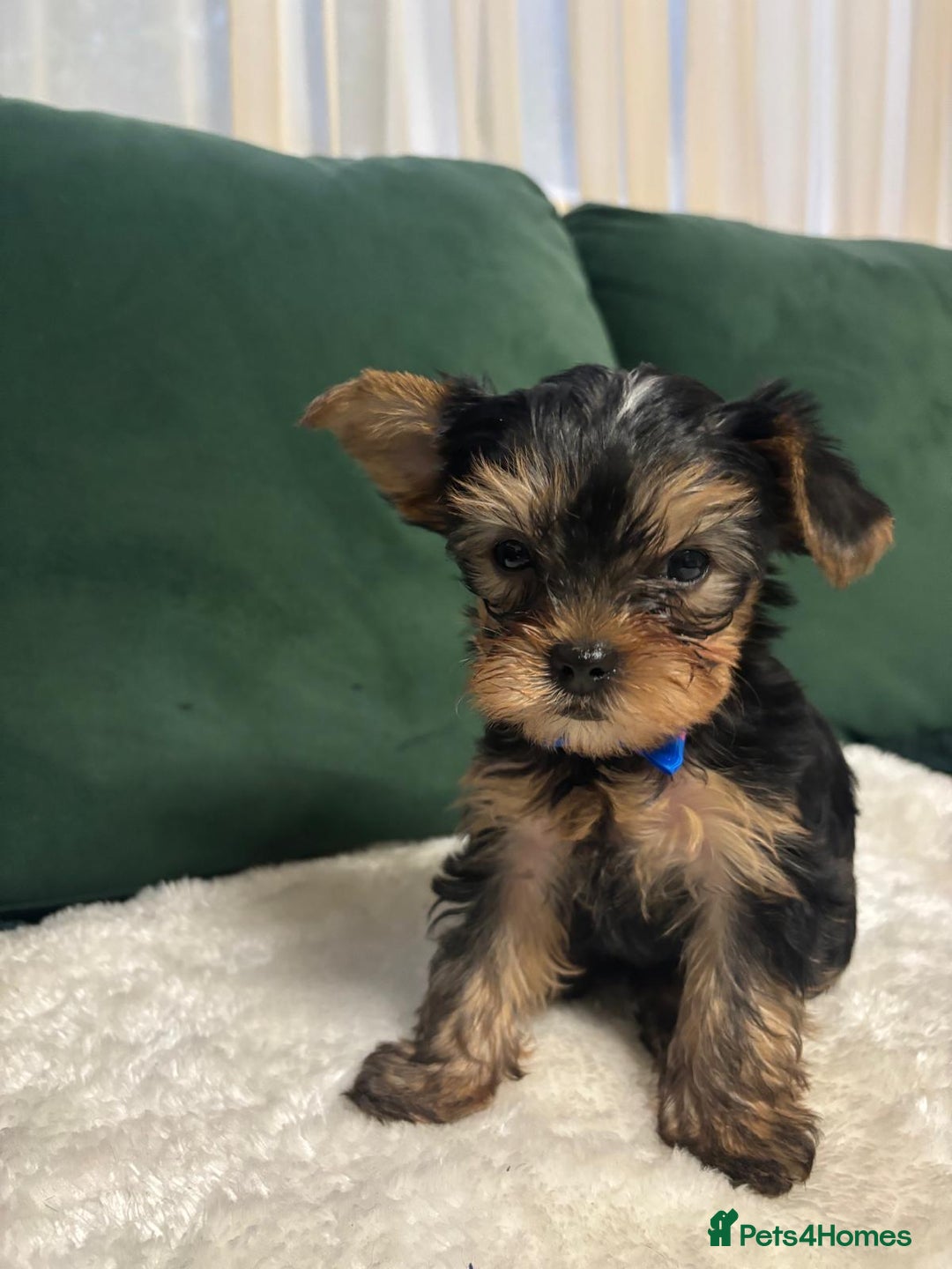 Yorkshire Terrier dogs for sale: ✨Four Adorable Yorkshire Terrier Puppies For Sale✨ - Advert 11