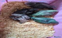 Parakeets birds for sale: Tamed hand reared baby Quaker parrots DNA tested  - Image 21
