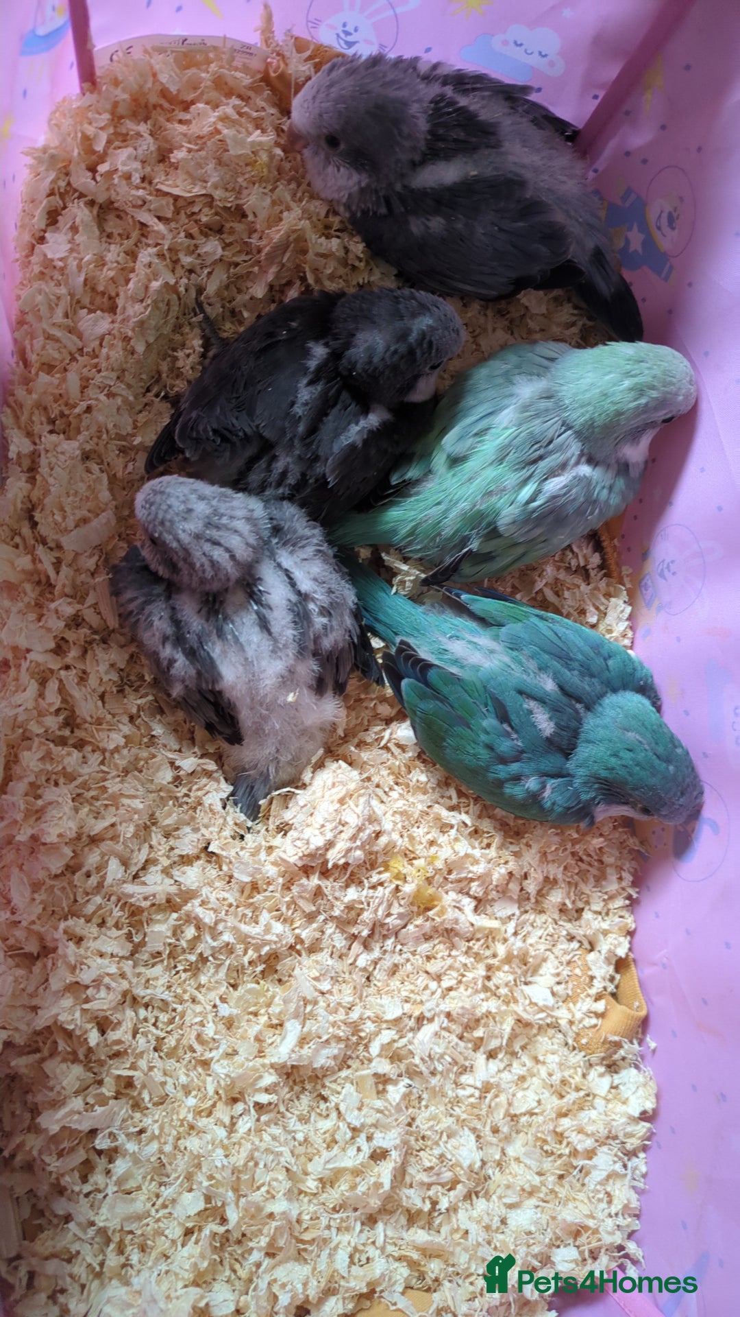 Parakeets birds for sale: Tamed hand reared baby Quaker parrots DNA tested  - Image 21