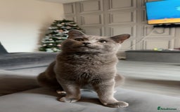 Domestic Shorthair cats for sale: Magic blue domestic short haired  - Advert 1