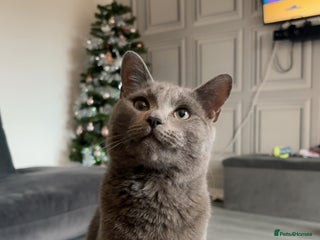 Domestic Shorthair cats for sale: Magic blue domestic short haired - Advert 1