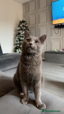 Domestic Shorthair cats Magic blue domestic short haired - Advert 1