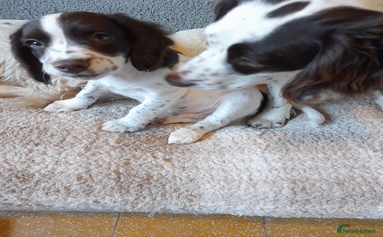 Sprocker dogs - Advert 10