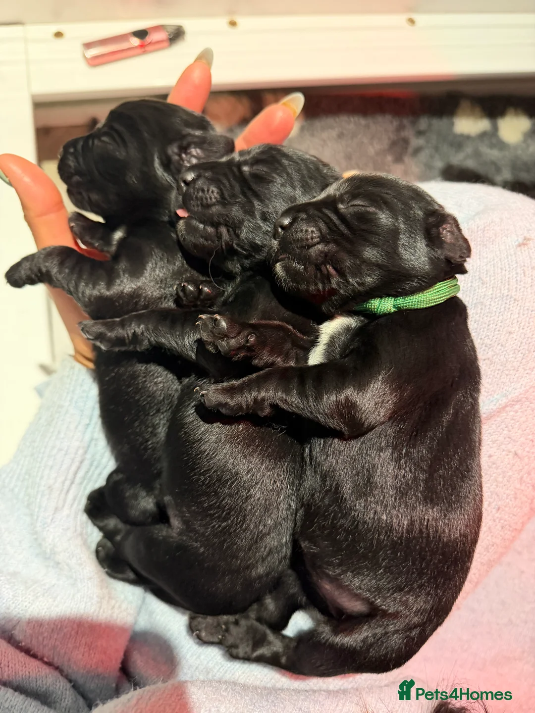 Cocker Spaniel dogs for sale: 🐾Show type cocker spaniel health tested puppies🐾 in King's Lynn - Advert 12