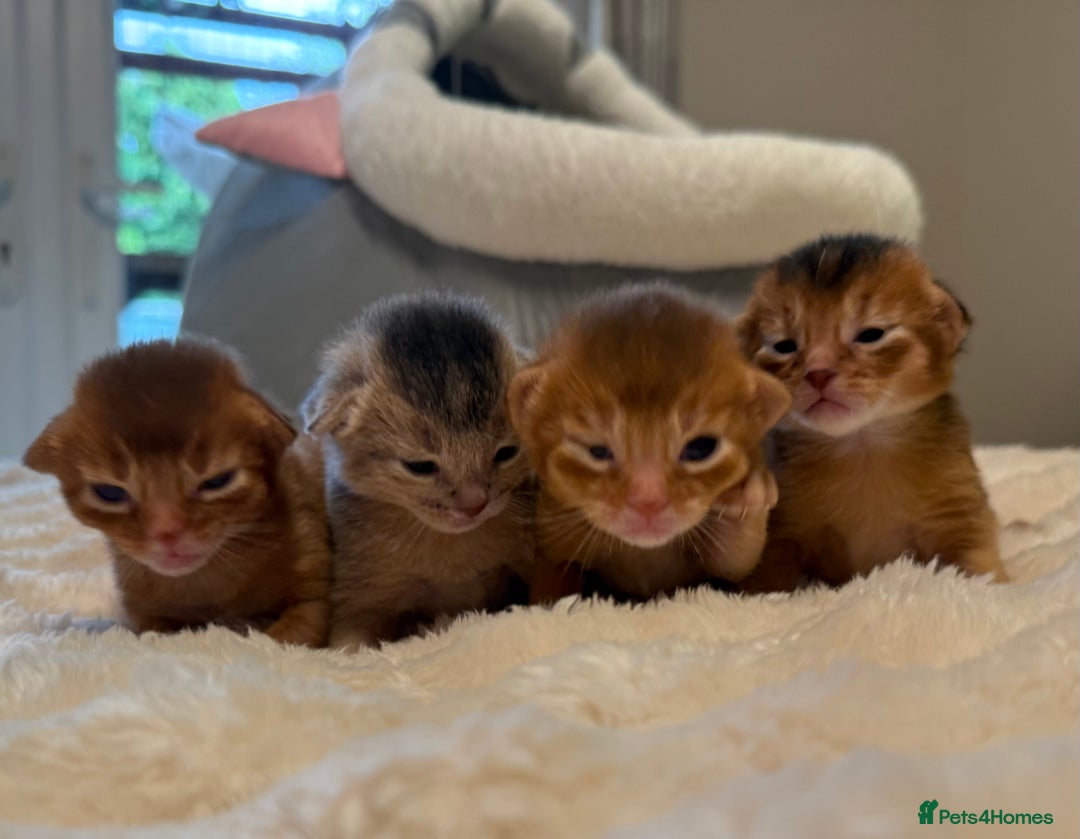 Abyssinian cats for sale: Amazing champion parents litter ❤️ - Image 3