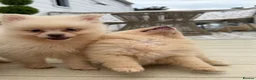 Pomeranian dogs for sale: Pomeranian Puppies  - Advert 16