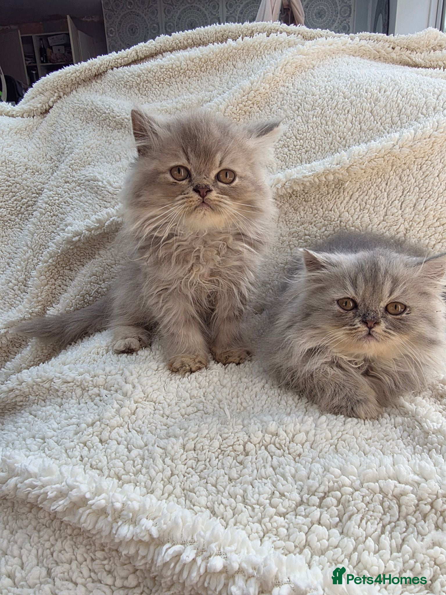Persian cats Lilac Persian Kittens Ready to Leave Now - Advert 1