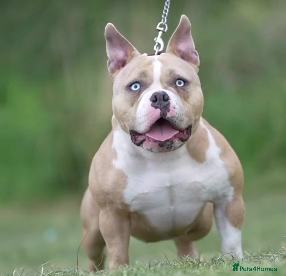 American Bully dogs Pocket bully puppies Merle fawn pied tri - Advert 3