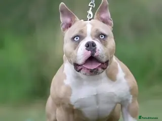 American Bully dogs Pocket bully puppies Merle fawn pied tri - Advert 3