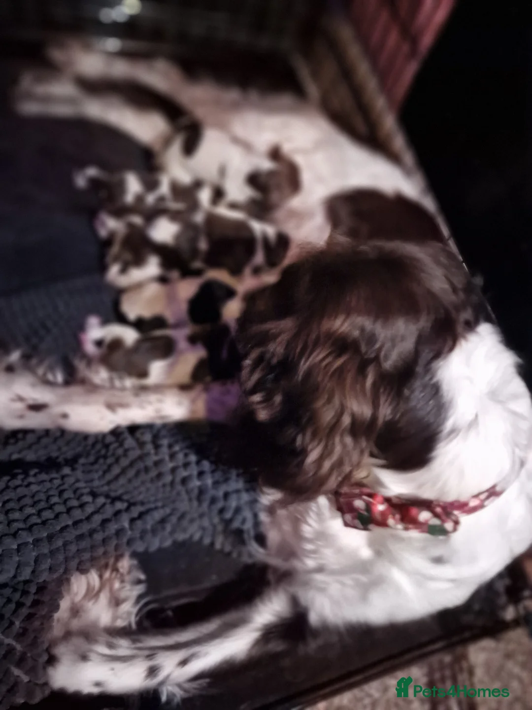 English Springer Spaniel dogs for sale: 8 pups for sale - Advert 2