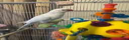 Ringnecks birds for sale: Silly tame baby white and bluish indiam ringneck in London - Advert 2