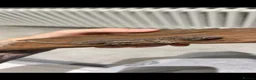 Gecko reptiles for sale: Gargoyle gecko  in Clacton-on-Sea - Advert 1