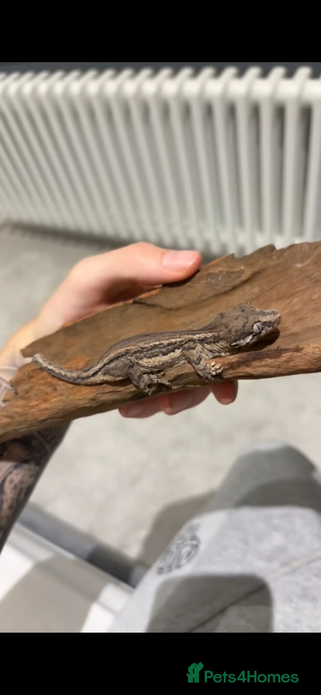 Gecko reptiles for sale: Gargoyle gecko  in Clacton-on-Sea - Advert 1