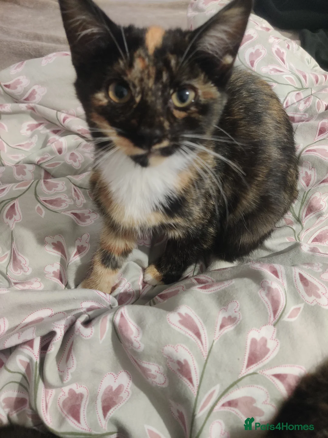 British Shorthair cats for sale: Black and tortie kittens ( mother for sale too) - Advert 3