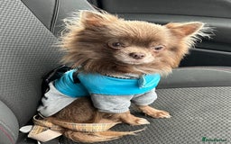 Chihuahua dogs for sale: Long coat Chihuahua puppies - Image 22