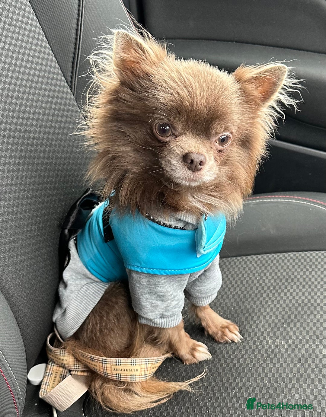 Chihuahua dogs for sale: Long coat Chihuahua puppies - Image 22