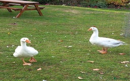 Geese poultry for sale: 2 Pilgrim geese - Image 1