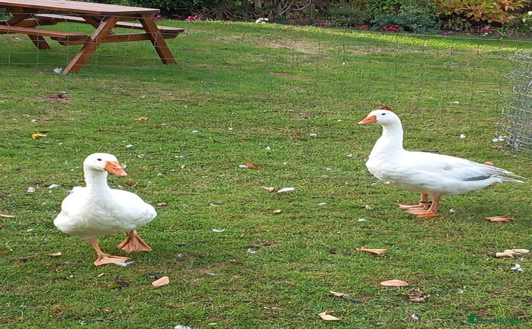 Geese poultry - Advert 1