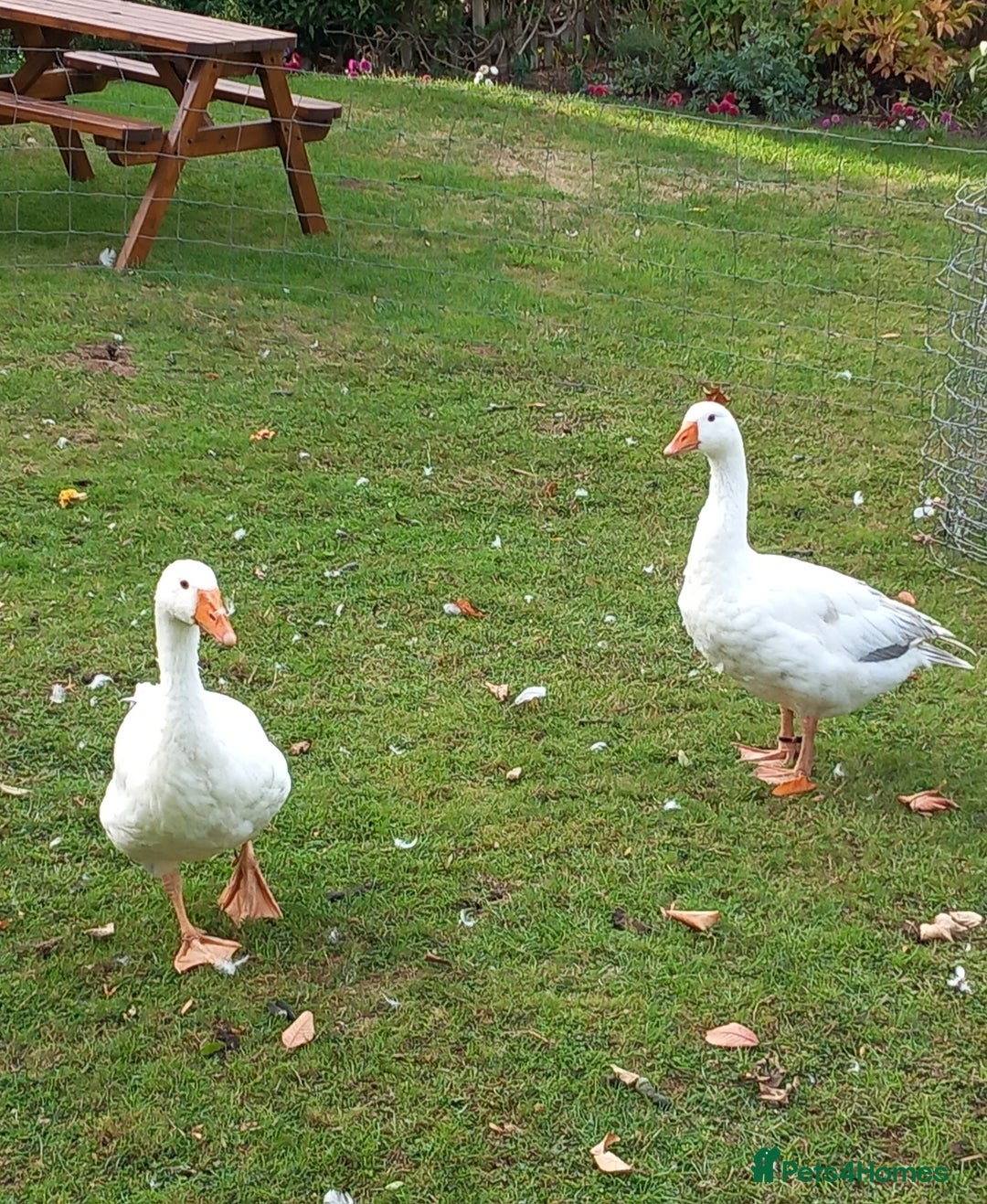Geese poultry for sale: 2 Pilgrim geese - Image 1