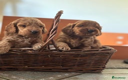 Cockapoo dogs for sale: Gorgeous Cockerpoo Puppies - Image 8