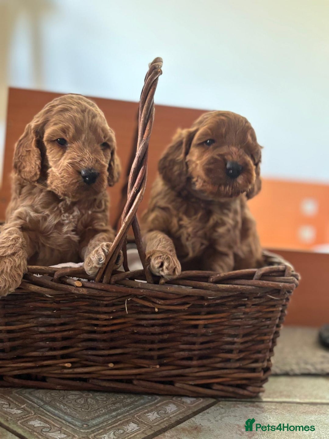 Cockapoo dogs for sale: Gorgeous Cockerpoo Puppies - Image 8
