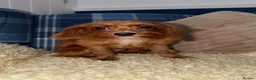 Cavapoo dogs for sale: 💖Stunning Cavapoo Puppies READY NOW💖 - Advert 9