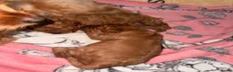 Cavapoo dogs for sale: Cavapoo puppies - Advert 5