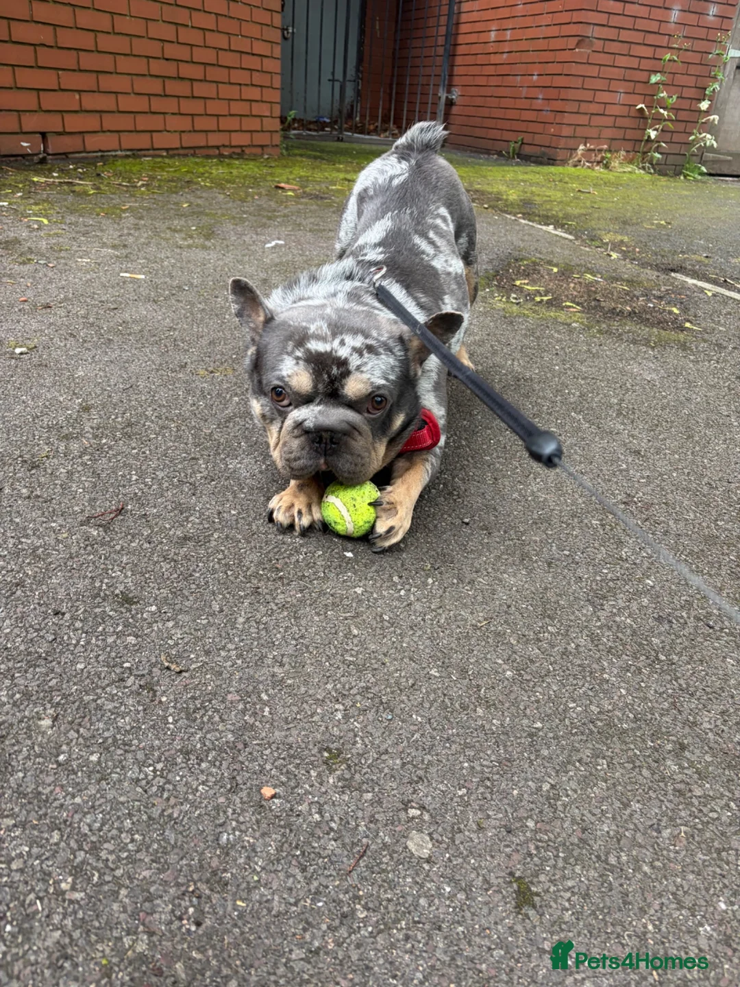 French Bulldog dogs for stud: Stud ready in Oldham - Advert 2