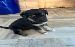 Mixed Breed dogs for sale: Belgian malinois x Anatolian shepherd mix pups 🐶  - Image 11