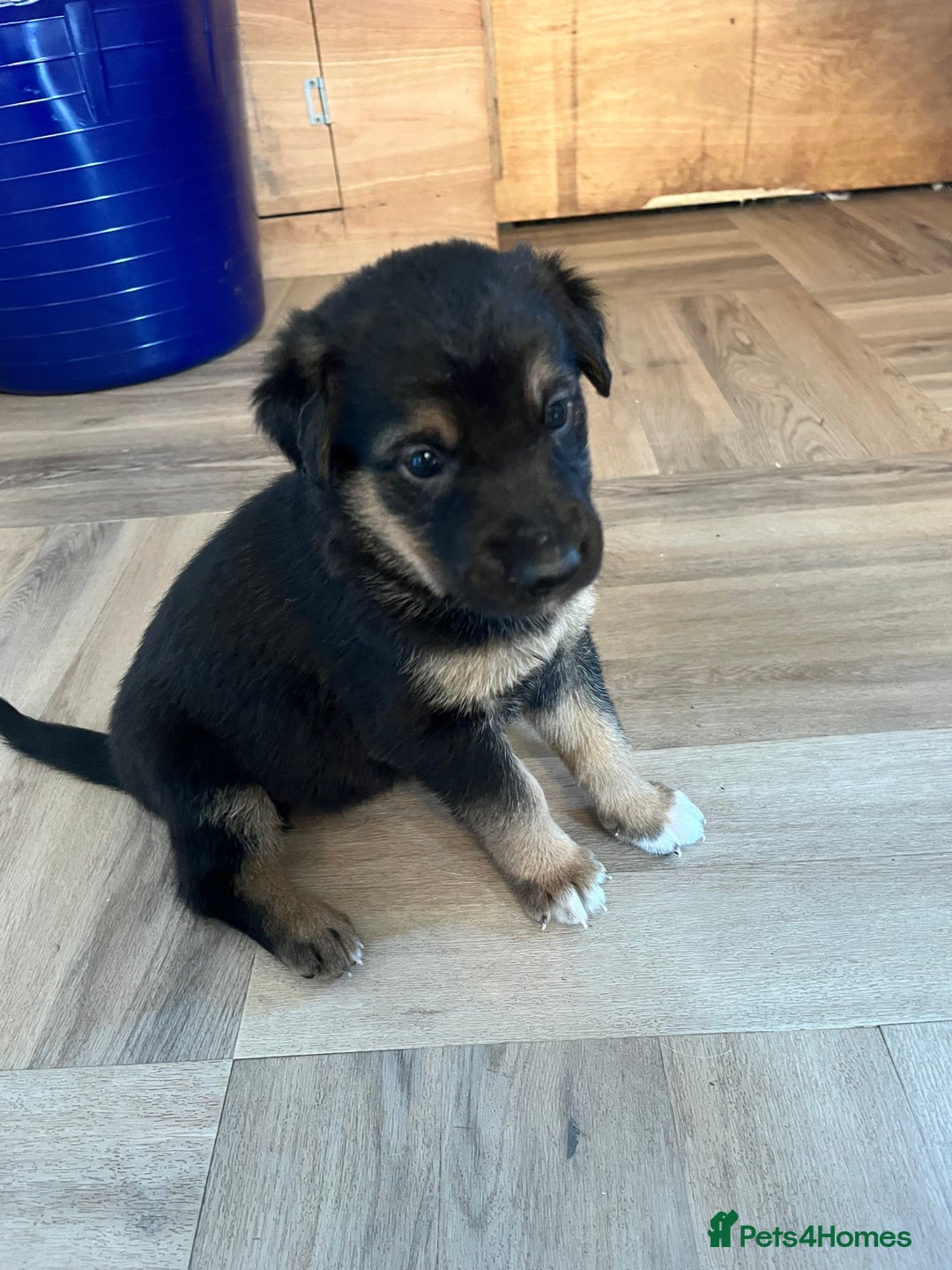 Mixed Breed dogs for sale: Belgian malinois x Anatolian shepherd mix pups 🐶  - Image 11