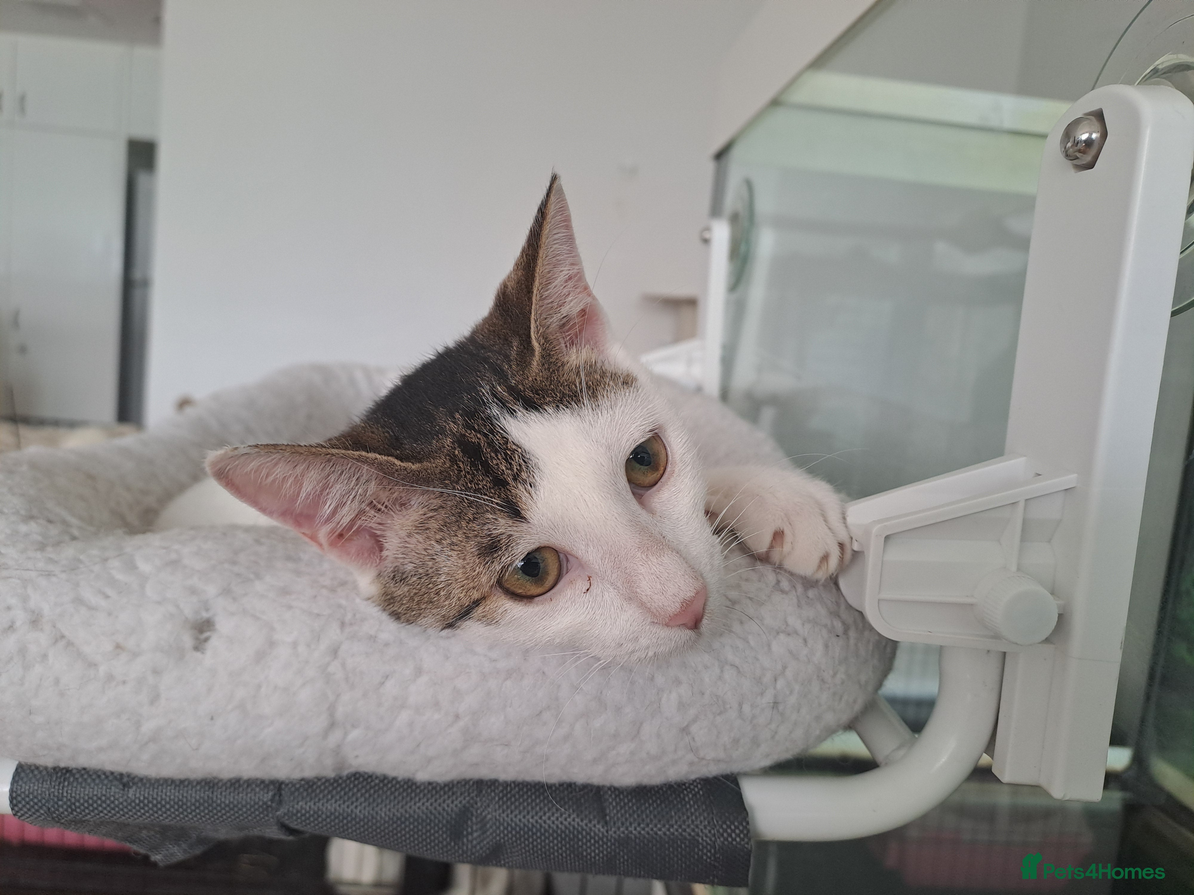 Mixed Breed cats Juju and Vivi - Double the Purr, Double the Fun - Advert 1