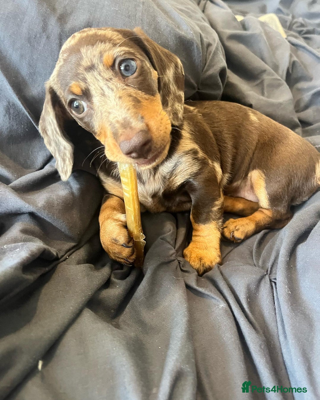 Miniature Dachshund dogs for sale: Lovely Miniature Dachshund Puppy - Image 4
