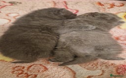 British Shorthair cats for sale: ✨ GCCF Registered British Shorthair Kittens ✨ - Image 17