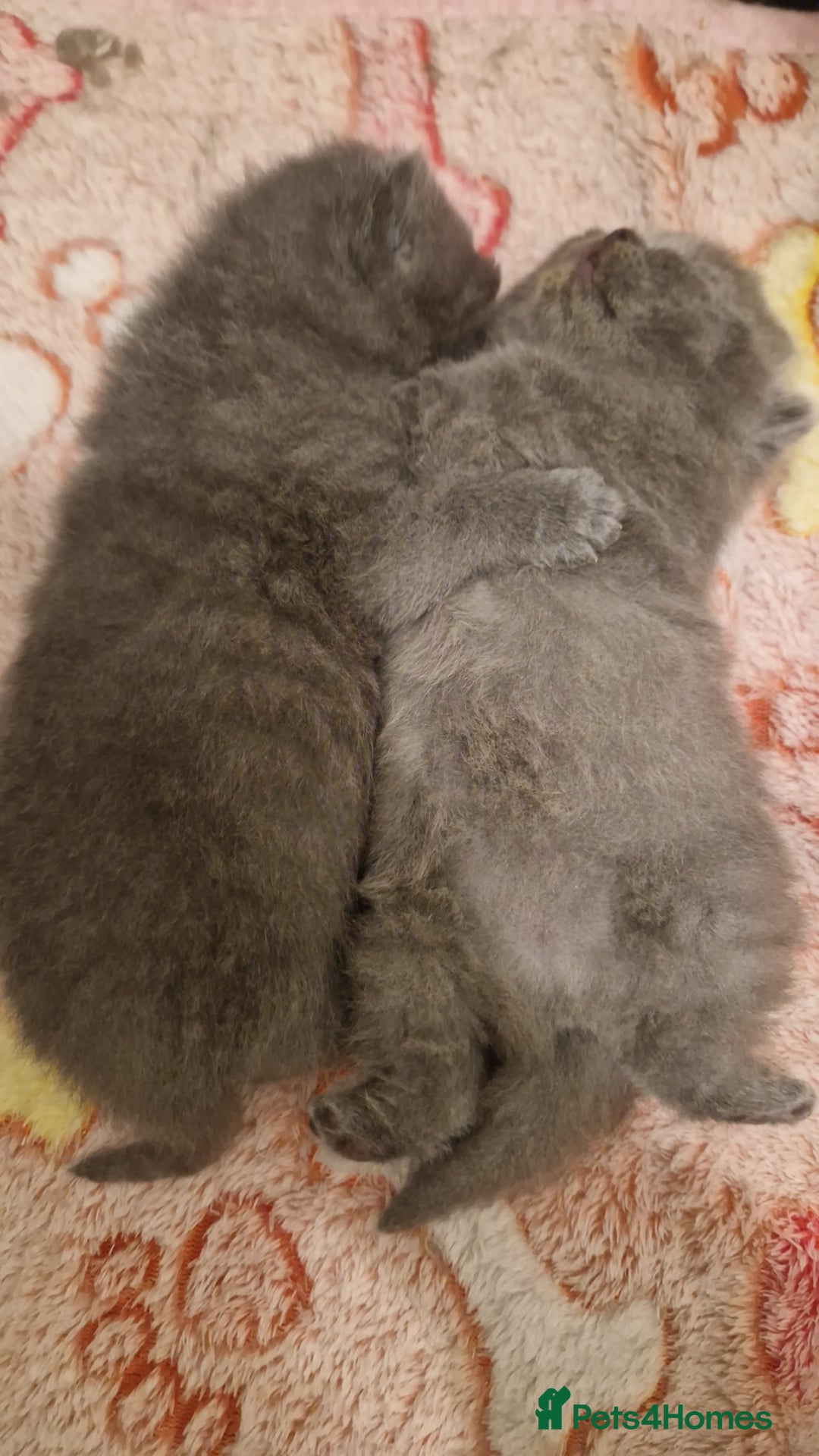 British Shorthair cats for sale: ✨ GCCF Registered British Shorthair Kittens ✨ - Image 17