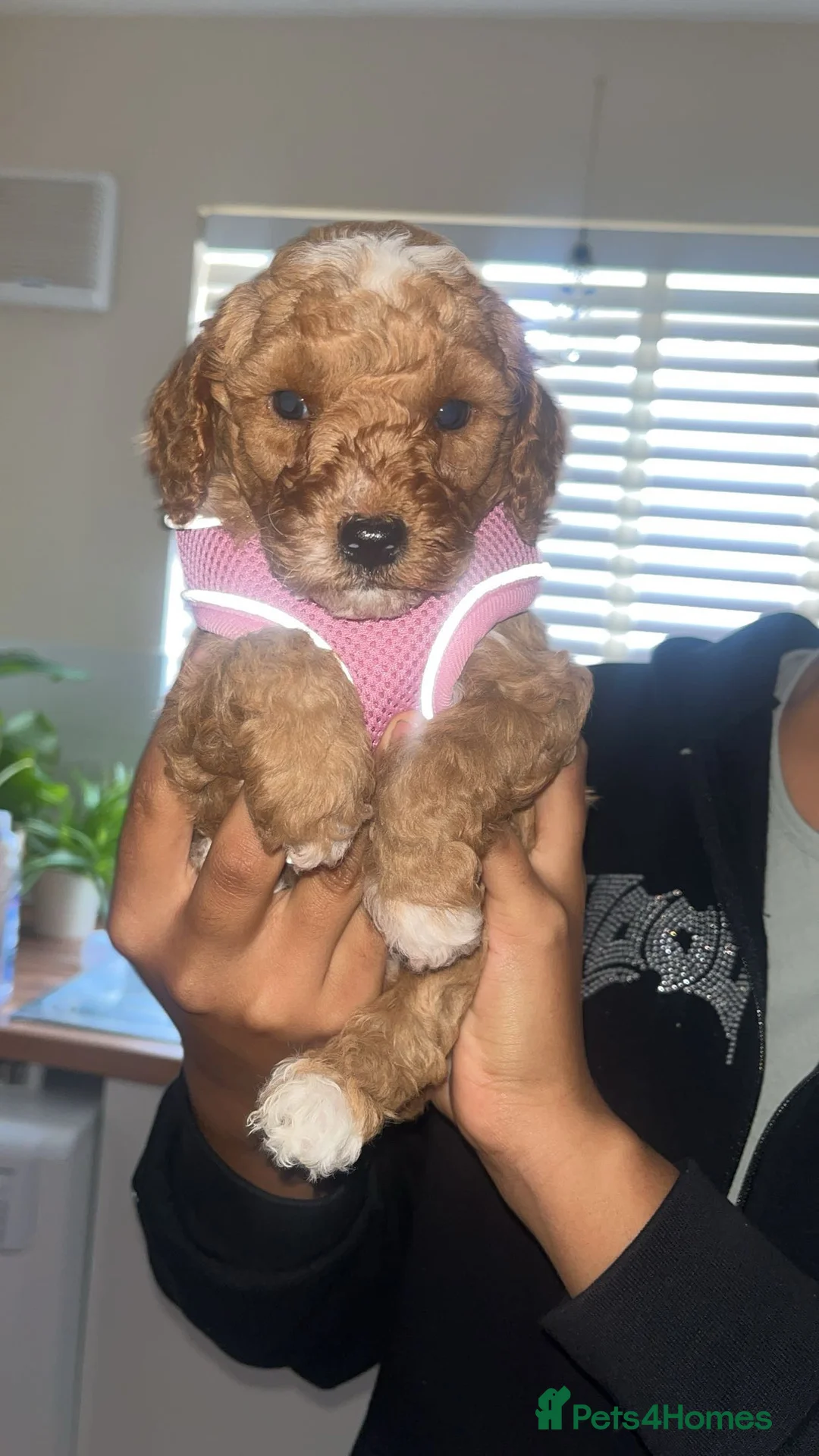 Miniature Poodle dogs for sale: Minature poodle puppy  - Advert 6