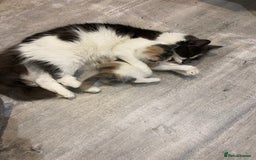 Mixed Breed cats for sale: 4 beautiful calico girls. 3 rare dilute calicos - Image 6