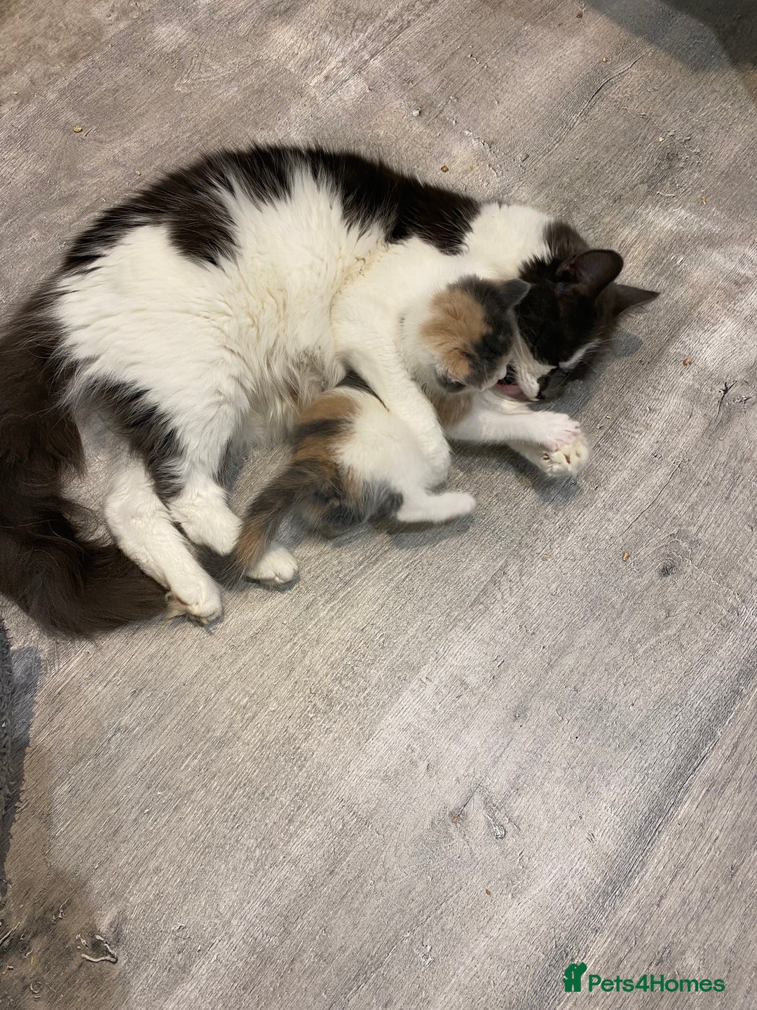 Mixed Breed cats for sale: 4 beautiful calico girls. 3 rare dilute calicos - Image 6