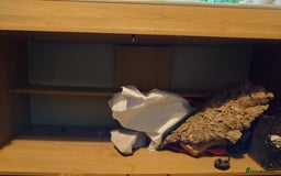 Bearded Dragon reptiles for sale: Bearded dragon and vivarium  - Image 3