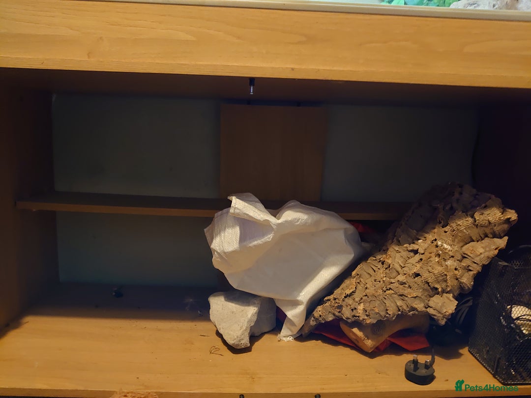 Bearded Dragon reptiles for sale: Bearded dragon and vivarium  - Image 3