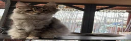 Maine Coon cats for sale: Maincoon girls blacksmoke  on active ,silver tabby - Advert 6