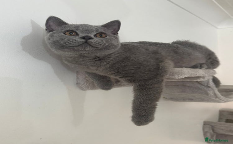 British Shorthair cats - Advert 11