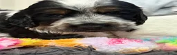 Cocker Spaniel dogs for sale: Tri and Blue Roan cocker spaniels  - Advert 5