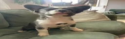 French Bulldog dogs for sale: Fluffy French bulldogs - Advert 11