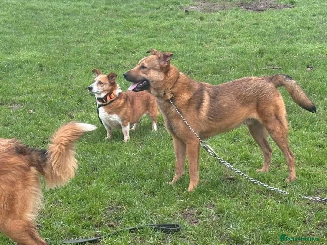 Mixed Breed dogs for adoption: Polly - Norwich Norfolk  - Advert 27